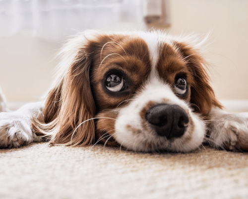 Principais Causas da Diarreia em Cães e Como Tratar corretamente com a ajuda do Veterinário