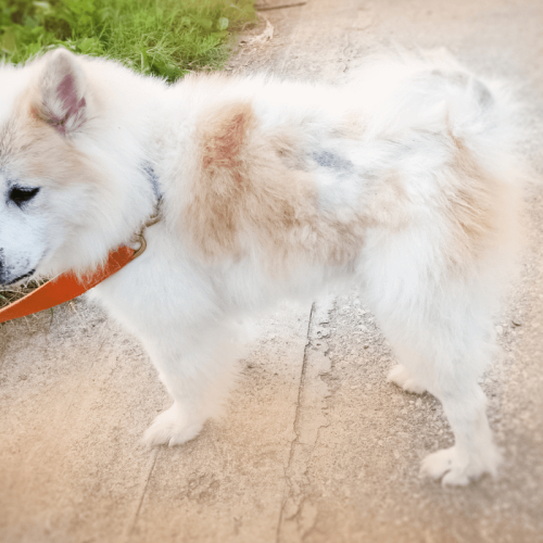 Doenças de Pele em Cães: Como Reconhecer e Tratar a Piodermite Canina