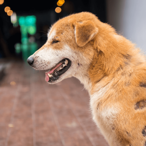 Doenças de Pele em Cães: Diagnóstico e Manejo das Doenças Autoimunes