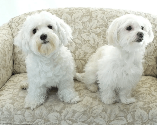 Criando laços com seu companheiro de quatro patas: descubra tudo sobre cachorros de pequeno porte