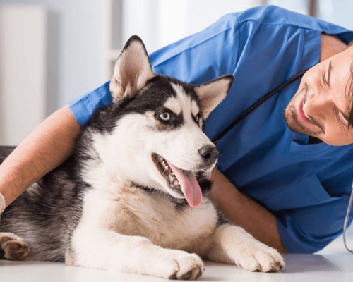 Remédios Caseiros para Melhorar a Saúde Dentária do Cão