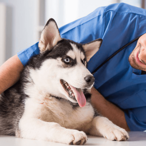 Remédios Caseiros para Melhorar a Saúde Dentária do Cão