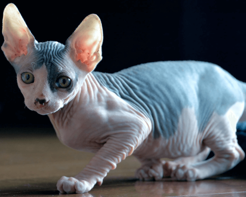 Sphynx: Tudo o que Você Precisa Saber sobre o Gato Sem Pelo