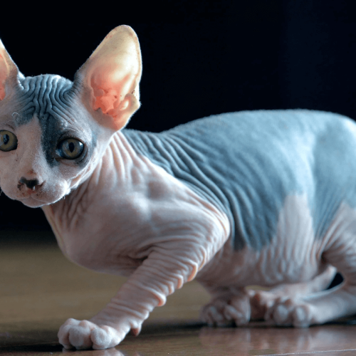 Sphynx: Tudo o que Você Precisa Saber sobre o Gato Sem Pelo