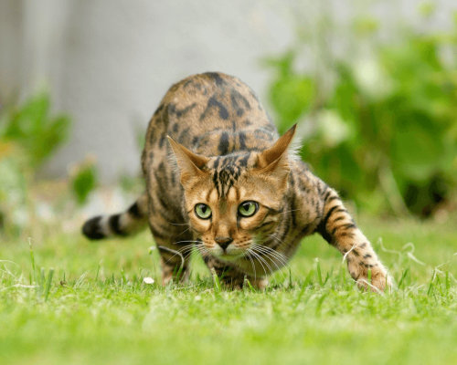 Gato Bengal: Entenda os Principais Problemas de Saúde