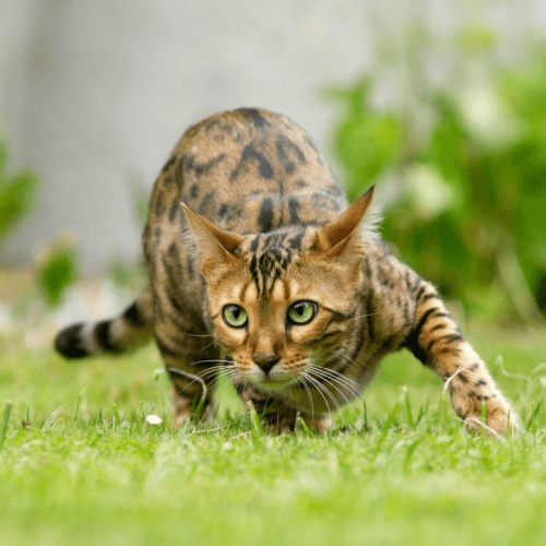 Gato Bengal: Entenda os Principais Problemas de Saúde