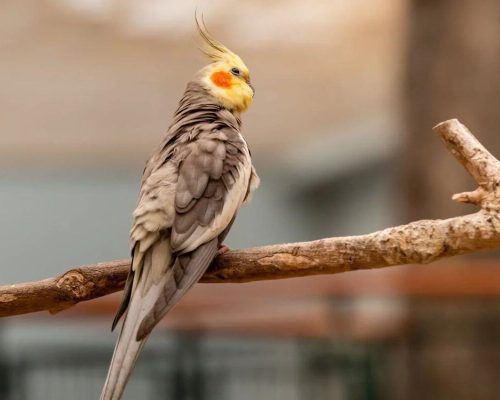 Calopsita: Conheça as Origens, Características e Cuidados Essenciais