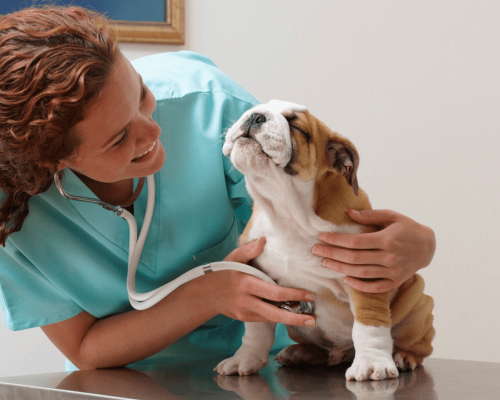 Como Prevenir Doenças Comuns em Cães e Gatos: Saiba Como Proteger Seus Animais de Estimação