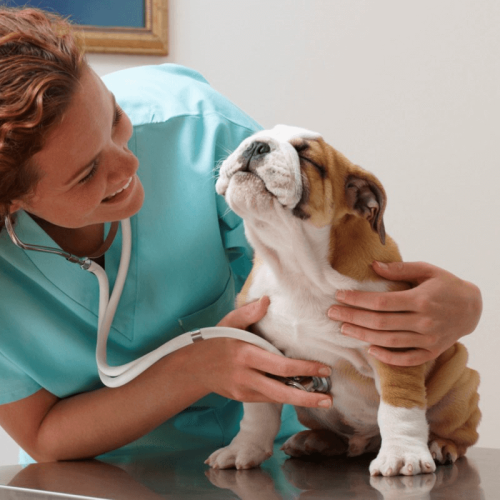 Como Prevenir Doenças Comuns em Cães e Gatos: Saiba Como Proteger Seus Animais de Estimação