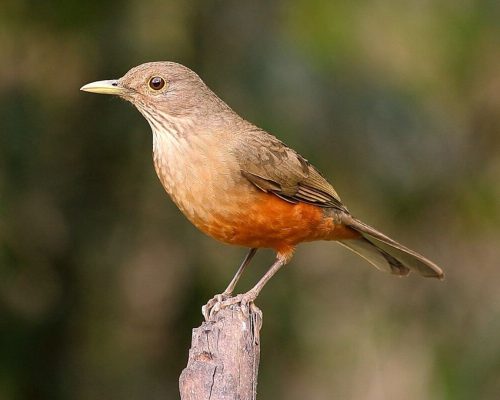 O Cantar do Pássaro Alaranjado: Um Olhar Profundo sobre o Sabiá