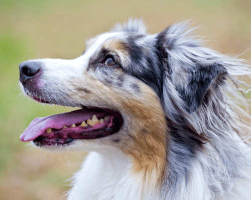 Cão Pastor Australiano: Guia Completo sobre a Raça