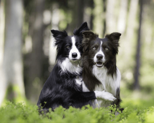 Os 10 Cães Mais Populares no Brasil em 2024