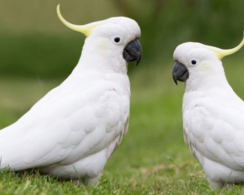 Cacatua: Conheça as Características e Curiosidades dessa Espécie