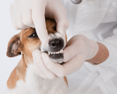 A Importância da Higiene Oral em Cães – Mantendo Seu Cão Saudável