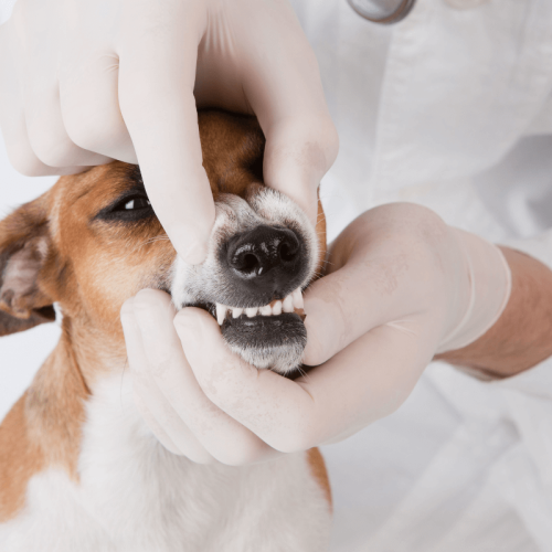 A Importância da Higiene Oral em Cães – Mantendo Seu Cão Saudável