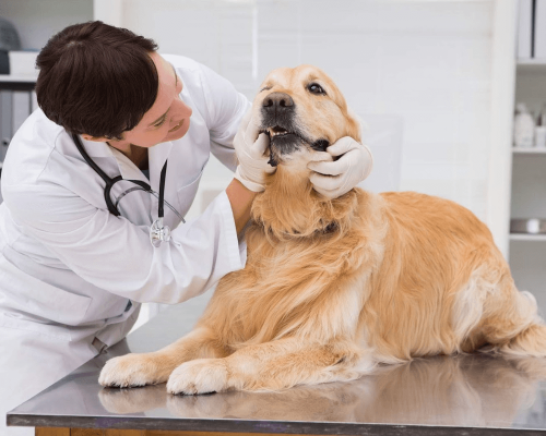 Sintomas de Problemas Dentários em Cães: Sinais Comuns