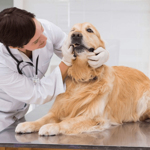 Sintomas de Problemas Dentários em Cães: Sinais Comuns