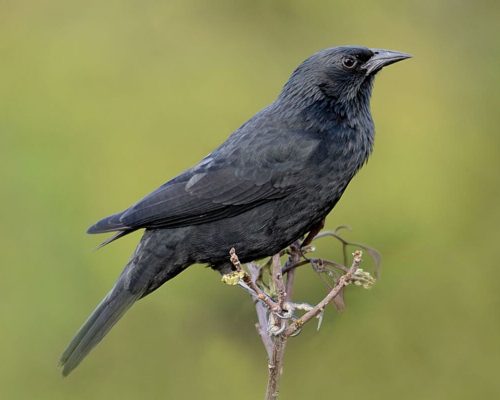 O Charme Enigmático do Pássaro Preto: Uma Jornada pela Vida e Curiosidades da Graúna