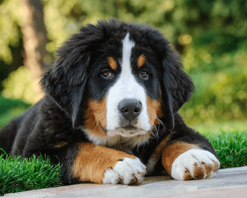 Adestramento Básico para Filhotes de Boiadeiro de Bernese