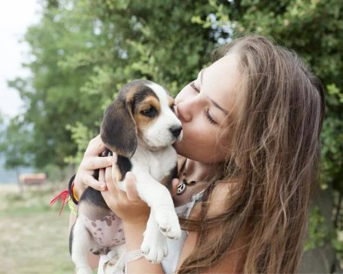 Domando Ansiedade Canina: Cão Calmo na Ausência do Dono