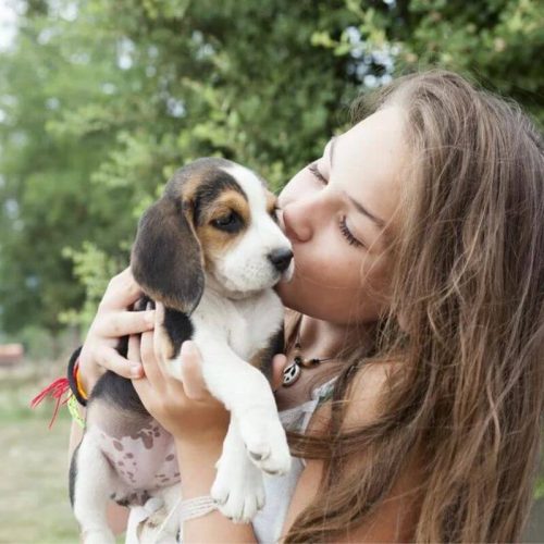 Domando Ansiedade Canina: Cão Calmo na Ausência do Dono