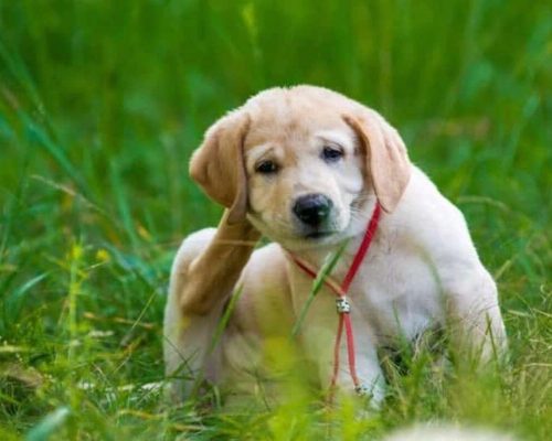 Os 5 Melhores Remédios para Carrapato: Conheça as Opções Essenciais para Proteger seu Cão