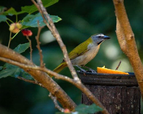 Nutrindo o Canto: O Segredo por Trás da Alimentação Ideal para Pixarro – Trinca de Ferro