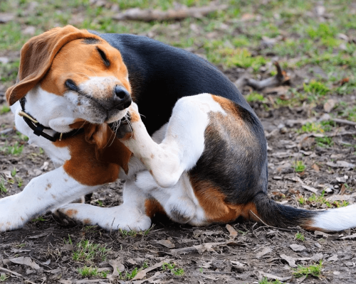 Como Proteger Seu Pet Contra Pulgas e Carrapatos