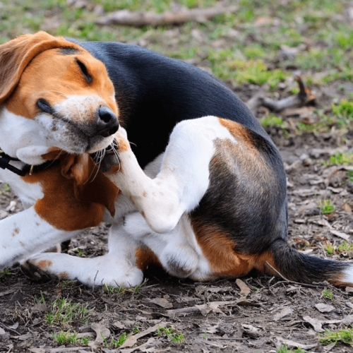 Como Proteger Seu Pet Contra Pulgas e Carrapatos