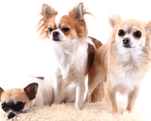 cachorros, cães de pequeno porte, pets, companheiros de quatro patas, cuidados com cães, adoção de cães pequenos, laços com cães, amizade com pets, dicas para donos de cães, criação de cães pequenos, companheirismo animal, amor por cães, bem-estar de pets, vida com cachorros pequenos, cuidados veterinários cães pequenos.