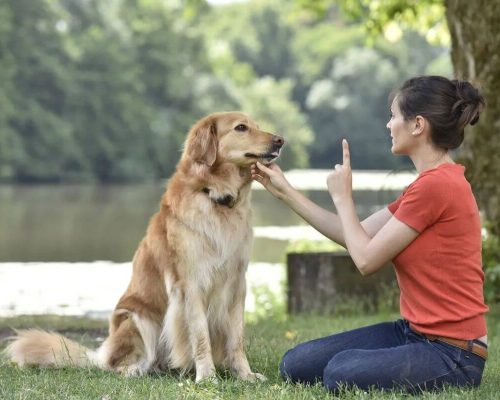 Guia para Adestrar seu Cão Profissionalmente- Domando as feras