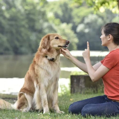 Guia para Adestrar seu Cão Profissionalmente- Domando as feras