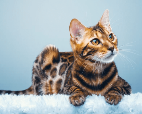 Saúde e Cuidados para Gato Bengal: Guia Completo