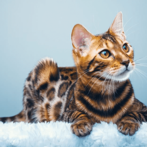 Saúde e Cuidados para Gato Bengal: Guia Completo