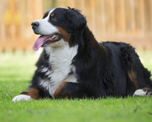 Como Ensinar Comandos Básicos ao Cão Boiadeiro de Bernese