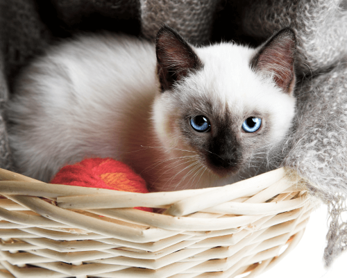 Raças de Gatos Mais Brincalhonas: Diversão Garantida com os Encantadores Maine Coon e Siamês