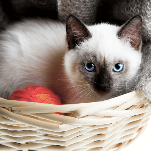 Raças de Gatos Mais Brincalhonas: Diversão Garantida com os Encantadores Maine Coon e Siamês