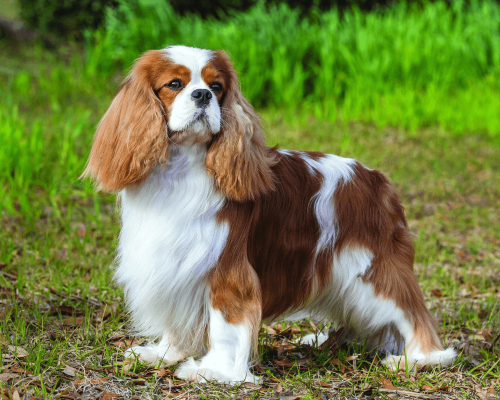 Os Encantos Escondidos do Cavalier King Charles Spaniel: Descubra por que Essa Raça é uma Joia