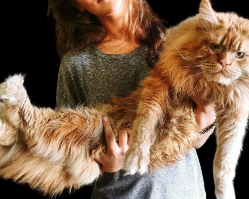 Tudo sobre o Gato Maine Coon: Origem, Características e Cuidados