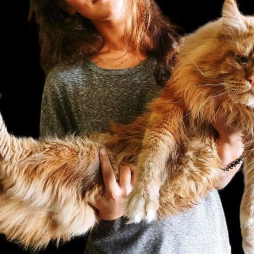 Tudo sobre o Gato Maine Coon: Origem, Características e Cuidados