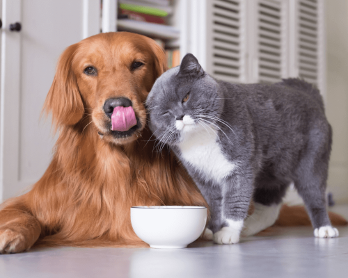 Alimentação e Prevenção do Câncer em Pets: Dicas Saudáveis