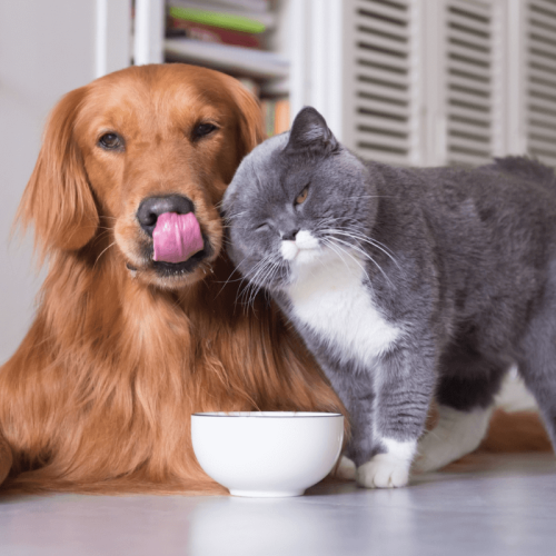 Alimentação e Prevenção do Câncer em Pets: Dicas Saudáveis