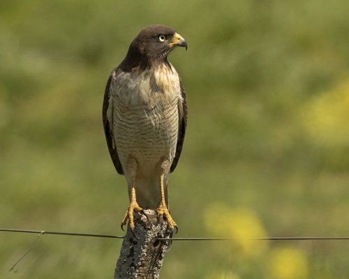 Revelando os Segredos do Gavião-Carijó-Majestade em Plumas