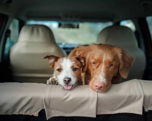 Como Ajudar Cachorro Passando Mal no Carro