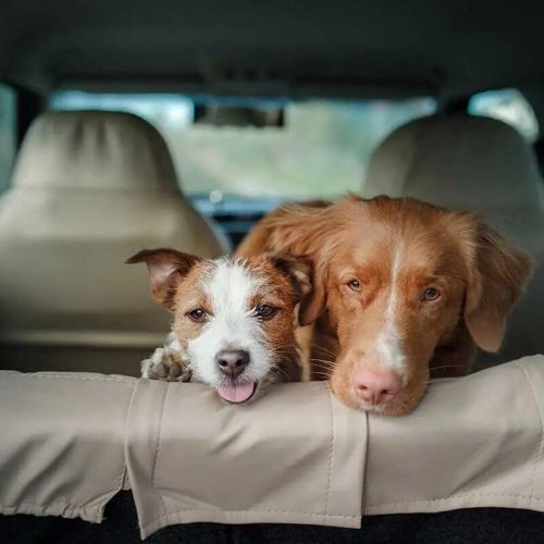 Como Ajudar Cachorro Passando Mal no Carro