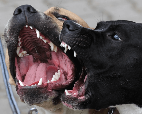 Descubra as Doenças Mais Comuns que Podem Matar seu Cão e Como Protegê-lo