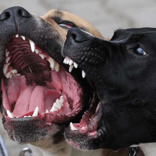 Descubra as Doenças Mais Comuns que Podem Matar seu Cão e Como Protegê-lo