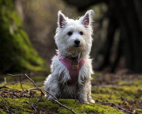 Desvendando os Mistérios do Mau Comportamento Pet: Um Guia Completo para Entender e Resolver Problemas