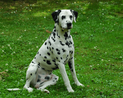 Raças de Cães que Latem Menos: Conheça as Raças Ideais para Ambientes Tranquilos.