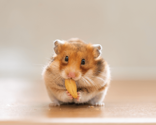 Você Nunca Imaginou Que Hamsters Poderiam Fazer Isso!